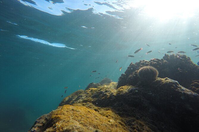 Private Guided Snorkeling in Cabo San Lucas - Final Thoughts on Value and Suitability