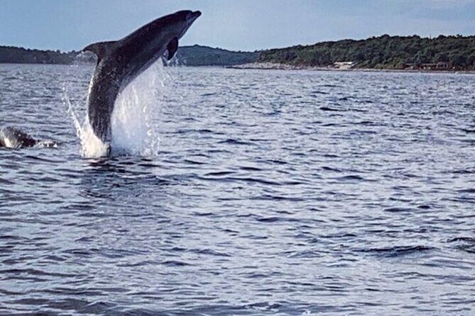 Private Guided Sunset Dolphin Watching in Adriatic Sea - Who Is This Tour Best For?