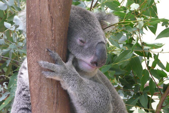 Private Guided Tour from Sydney to Blue Mountains National Park - The Detailed Breakdown of the Tour Experience