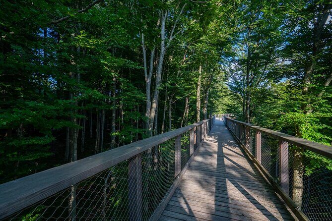 Private Guided Tour from Vienna to Hallstatt with Cable Car & Treetop in Gmunden - The Baumwipfelpfad Salzkammergut: Treetop Walk Adventure