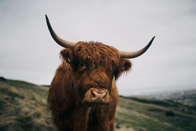 Private Guided Tour in Scottish Highlands - The Experience in Detail