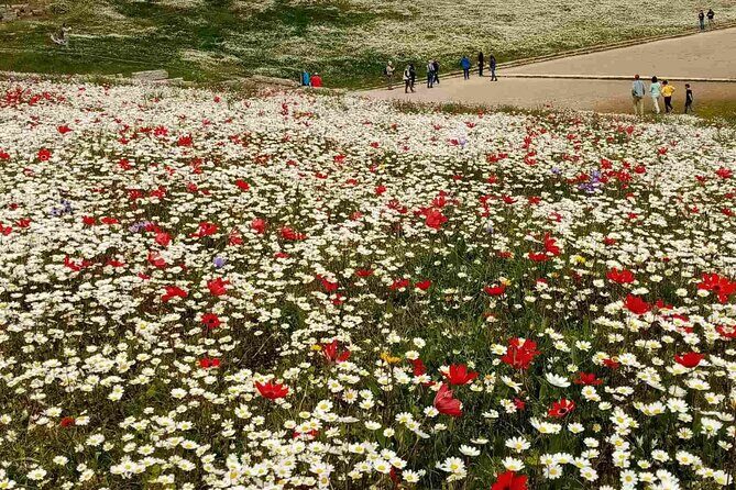 Private Guided Tour of the Archaeological Site and Museum of Olympia - The Sum Up
