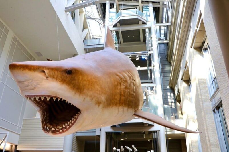 Private Guided Tour of The Natural History Museum - A Deeper Look at the Private Guided Tour Experience