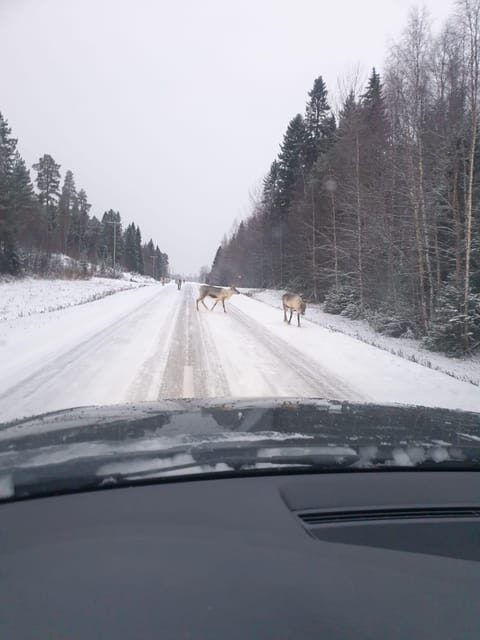 Private Guided Tour Rovaniemi To Kakslauttanen /Saariselka - Key Points