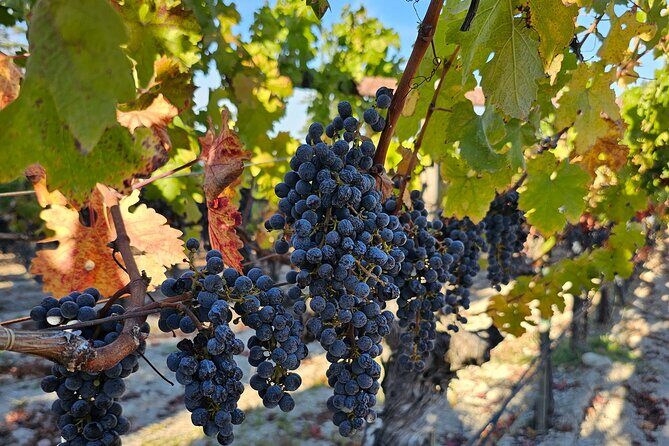 Private Guided Wine Tour of Napa Valley - Why Choose a Private Guided Napa Wine Tour?