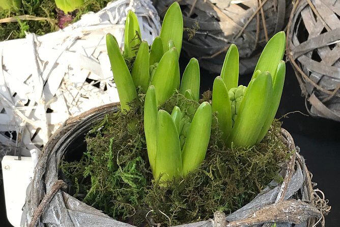 Private Half-Day Amsterdam Market Tour by Bike - FAQ