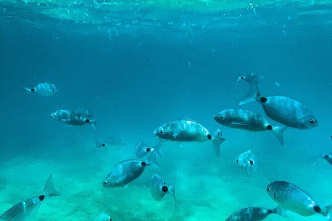 Private Half-Day Boat Excursion in Pula - A Closer Look at the Itinerary and Experience