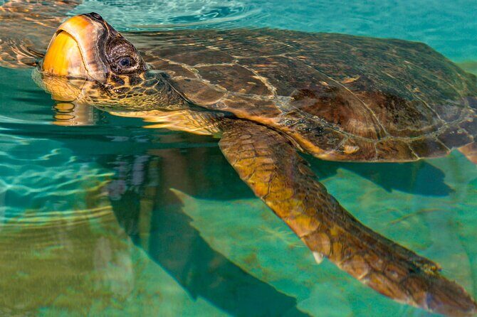 Private Half-day Dalyan Boat Trip - FAQ