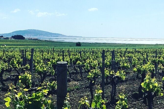 Private Half-Day Languedoc Wine Tour from Sète - FAQs