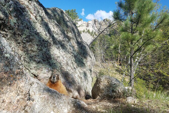 Private Half Day Mt Rushmore & Black Hills Tour - Sylvan Lake and Custer State Park