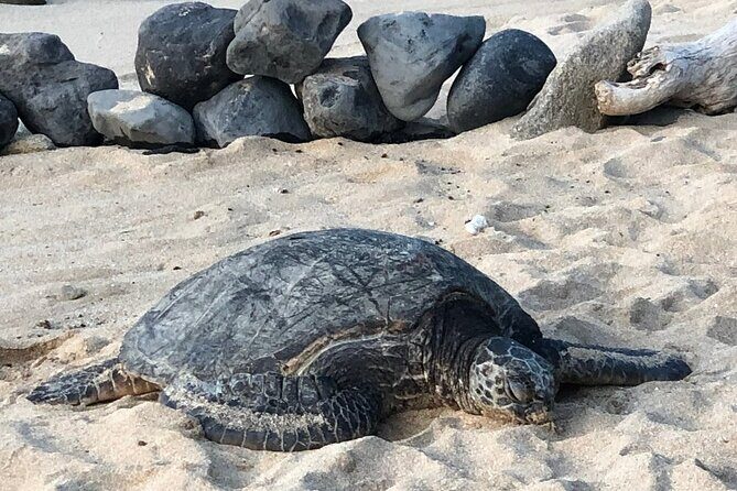 Private Half Day Road to Hana Tour - Pricing & Value: Is It Worth It?