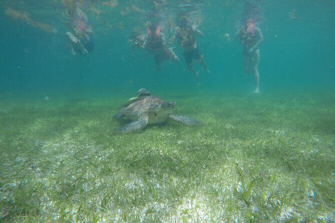 Private Half Day Swim with Turtles and Cenote - Key Points