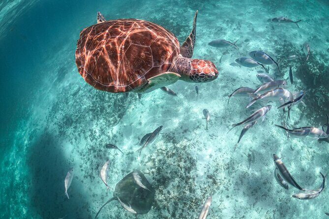 Private Half Day Tour in Cenote Cave and Swimming with Turtles - FAQ