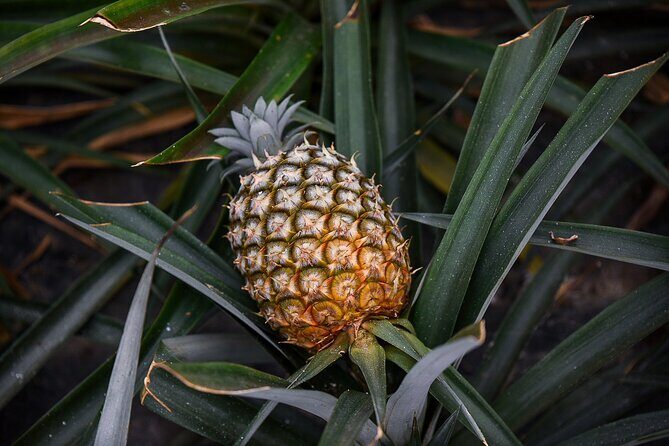 Private Half-Day Tour to Sete Cidades São Miguel Island - Key Points