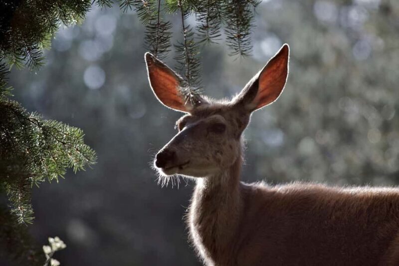 Private Highlight's Tour of Yellowstone National Park - Wildlife Watching and Photography