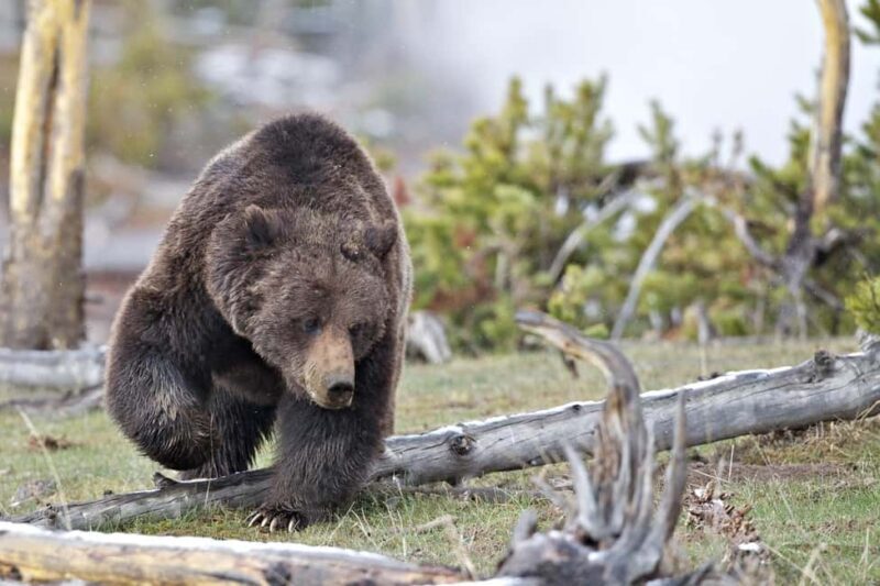 Private Highlight's Tour of Yellowstone National Park - The Downsides and Considerations