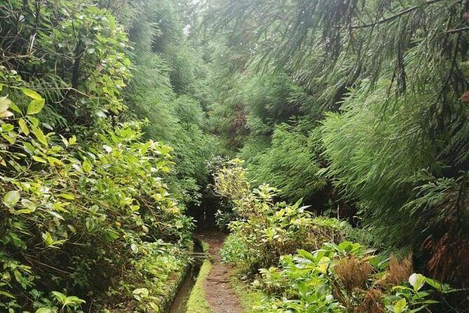 Private hike along the Levada - The Experience in Detail
