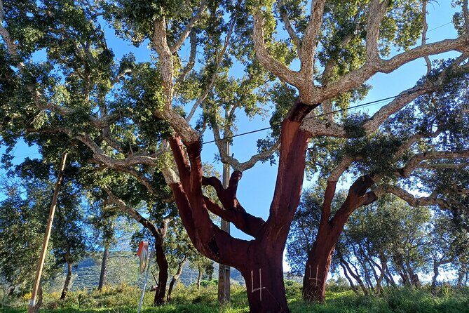 Private Hiking Adventure at Arrábida Mountain - Final Thoughts