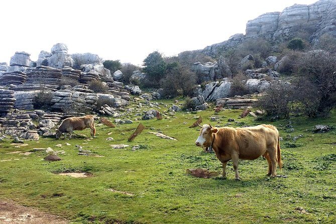Private hiking in El Torcal from Marbella or Malaga - What Makes This Hike Stand Out?