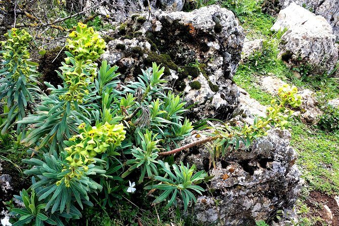 Private hiking in El Torcal from Marbella or Malaga - FAQs