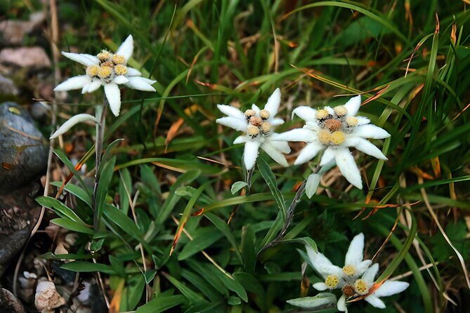 Private Hiking to Bucegi Natural Park from Brasov - What the Reviews Say