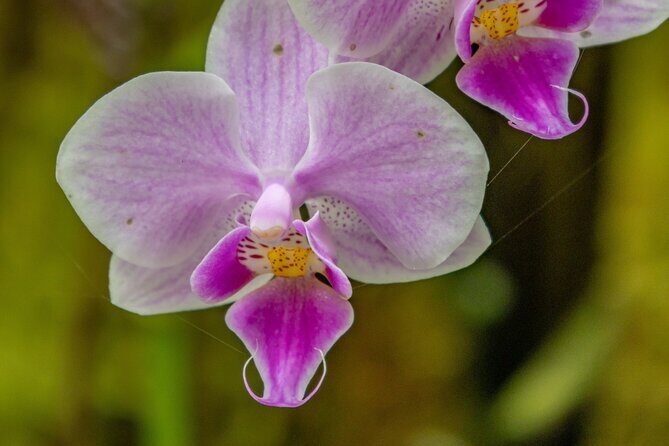 Private Hilo Shore Excursion - Botanical Gardens & Waterfalls - Final Thoughts