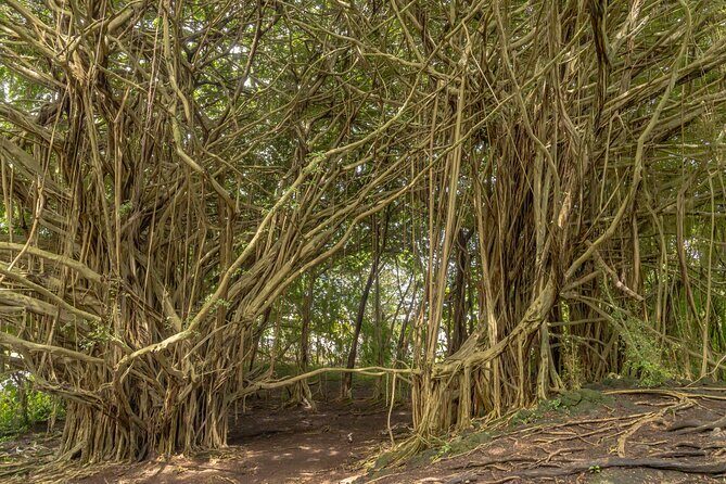 Private Hilo Shore Excursion - Volcanoes, Waterfalls, & Beaches - Final Thoughts