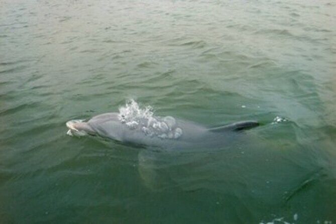 Private Hilton Head Dolphin Tour - Who Would Love This Tour?