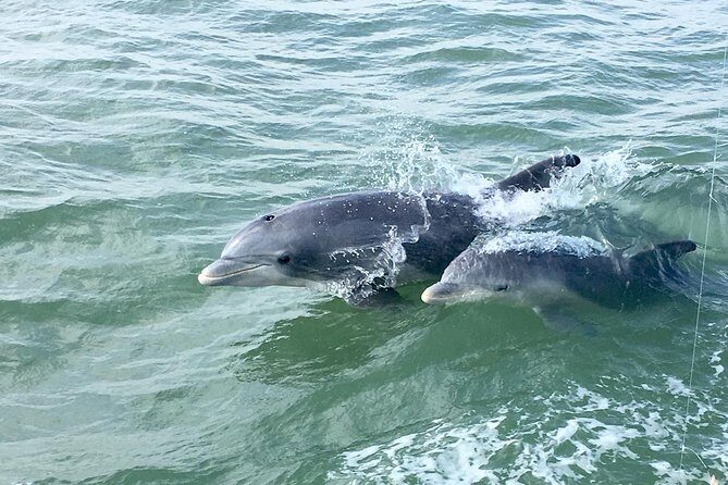 Private Historical Wildlife and Dolphin Cruise South Padre Island - A Closer Look at the Experience