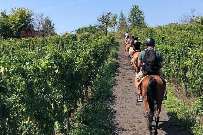 Private Horseback Riding Tour of the Vineyards in Verona with Wine Tasting - Introduction