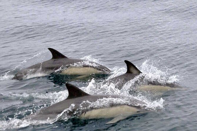 Private Huatulco Ocean, Bays & Coral Reef Snorkeling Adventures - FAQ