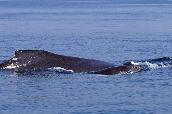 Private Huatulco Whale & Dolphin Adventures - FAQs