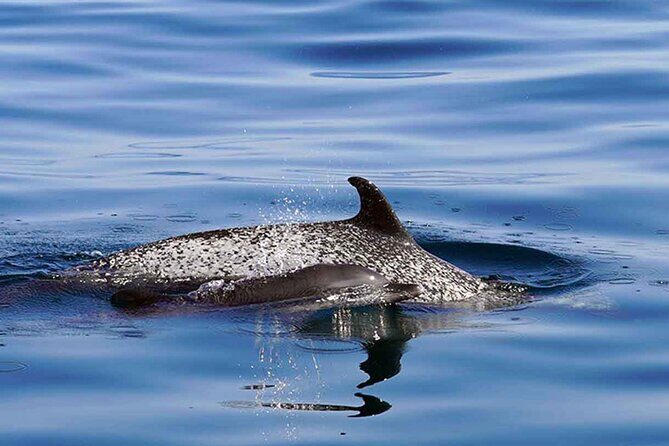 Private Huatulco Whale & Dolphin Adventures - Final Thoughts