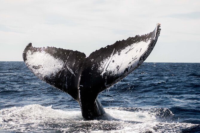 Private Humpback Whale Watching in Cabo San Lucas - What to Expect from the Tour