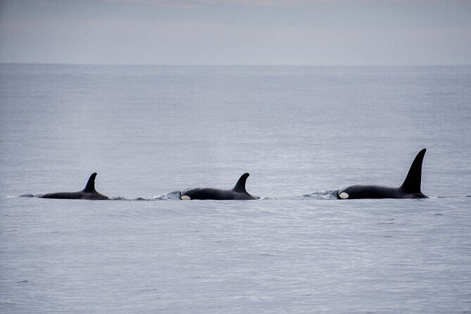 Private Humpback Whale Watching in Cabo San Lucas - FAQs