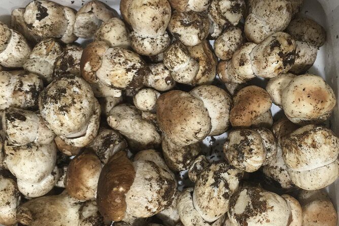 Private Hunting Of Truffle And Mushrooms With Chef Luigi Gandola In Bellagio - Practical Details