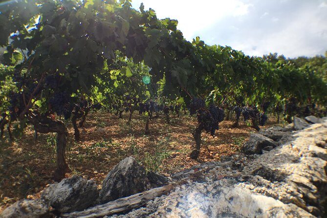 Private Hvar Wine Tasting Tour - Is It Worth the Price?