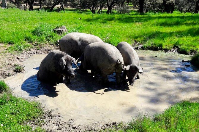 Private Iberian ham tour to the Sierra de Aracena - Breakdown of the Itinerary