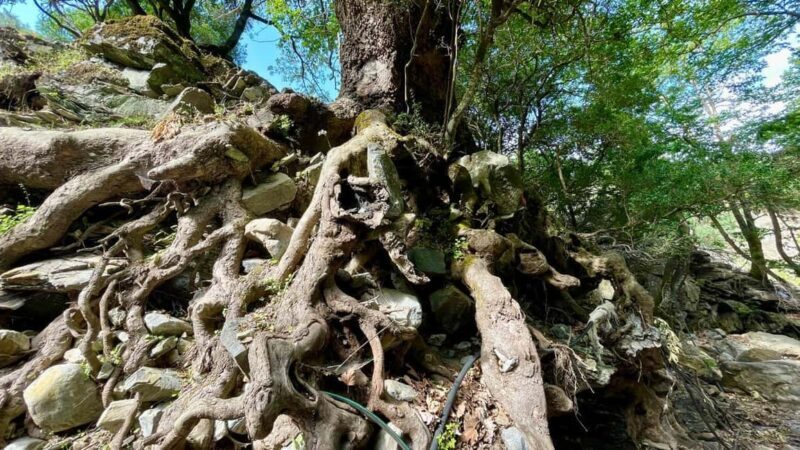 Private Imbros Gorge Hiking Tour with Lunch Askifou Village - Key Points