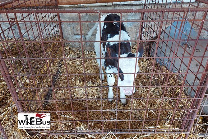 Private Irpinia Gourmet Tour from POSITANO, PRAIANO or AMALFI - Stop 3: Prosciuttificio Ciarcia