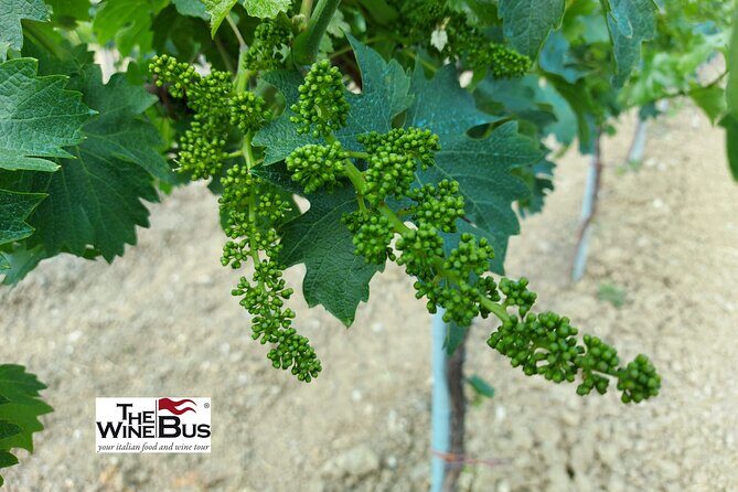 Private Irpinia Gourmet Tour from POSITANO, PRAIANO or AMALFI - Who Should Consider This Tour?