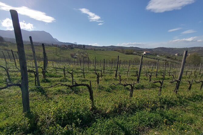 Private Irpinia Wine Tour from POSITANO, AMALFI or RAVELLO - The Experience: A Deep Dive into the Tour Itself