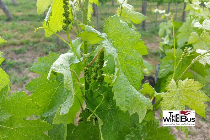 Private Irpinia Wine Tour from Sorrento with sommelier - Key Points