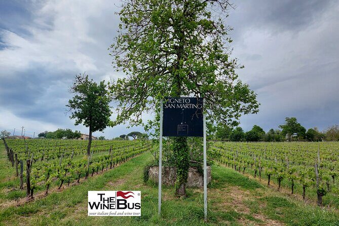 Private Irpinia Wine Tour from Sorrento with sommelier - A Deep Dive into the Irpinia Wine Experience