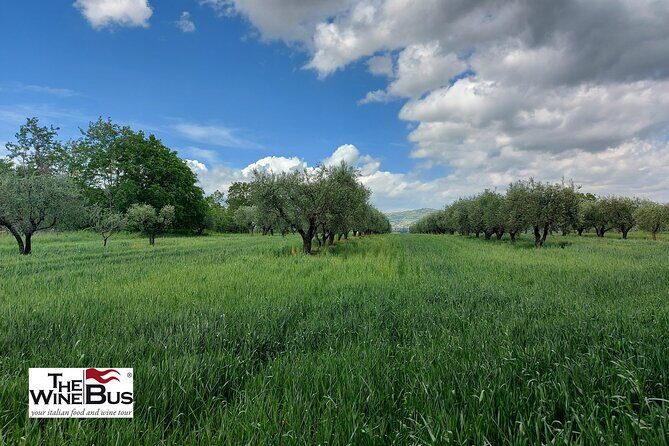Private Irpinia Wine Tour with Pizza Cooking Class from SORRENTO - Whats Included and What to Keep in Mind