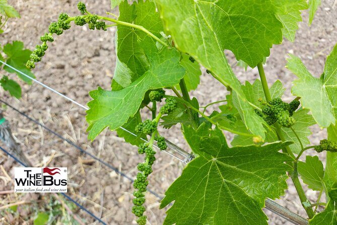 Private Irpinia Wine Tour with Pizza Cooking Class from SORRENTO - Who Should Consider This Tour?