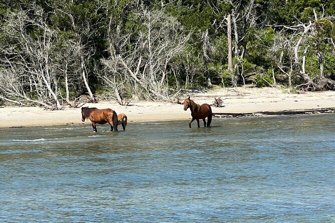 Private Island Eco Tours on a Private Boat from Shackleford Banks - FAQ