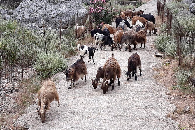 Private - Jeep Safari Tour with Lunch and Tastings - Exploring Crete in Style: The Full-Day Jeep Safari