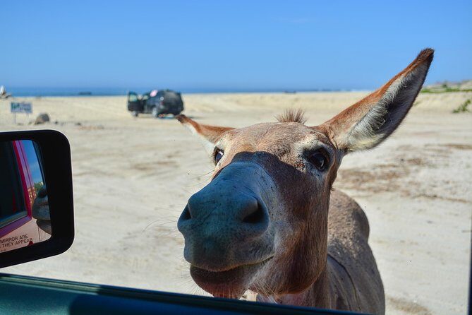 Private Jeep Tour Cabo Pulmo - The Details that Matter