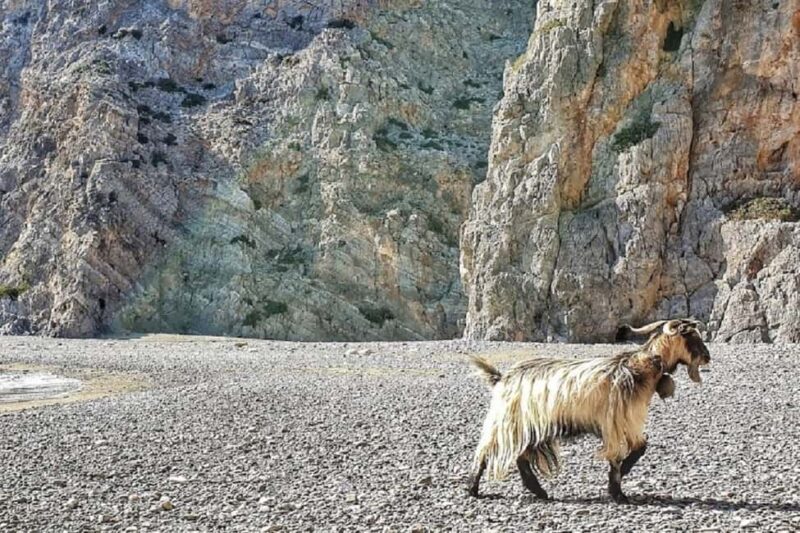 Private Jeep Tour to Agiofarago Beach to swim & Matala walk - Practical Details & Considerations